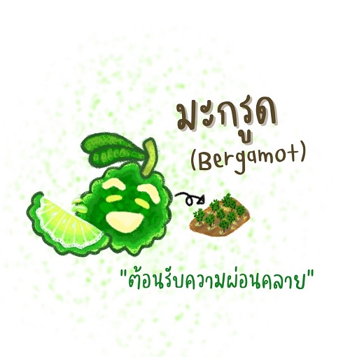 S__10035209 มะกรูด