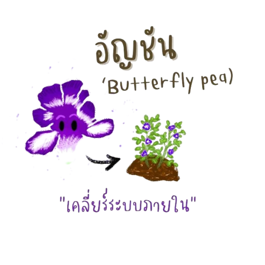 butterflypea อัญชัน
