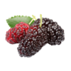 mulberry