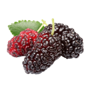 mulberry