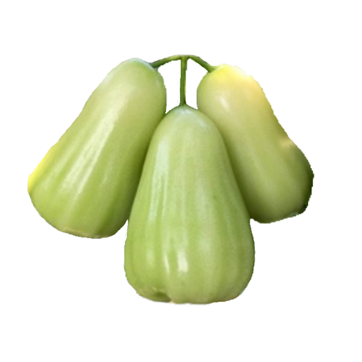 rose apple ชมพู่