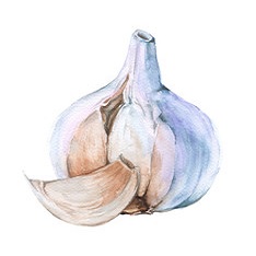 garlic